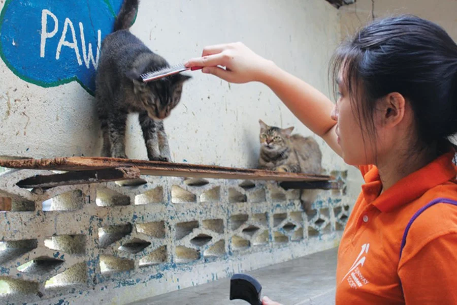 9 Places In Malaysia For Animal Lovers To Volunteer At￼ - Wiki impact